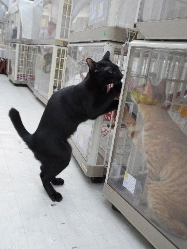 東京キャットガーディアンで