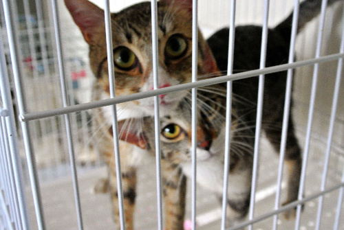 熊本県動物管理センターに収容され、新たな飼い主を待つ猫たち=3日、熊本市東区