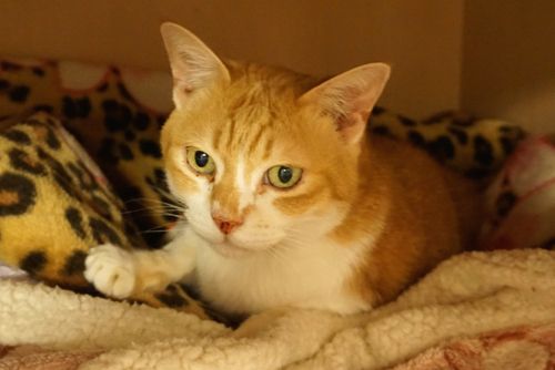 元飼い主さんのマンションの押入れで(ねこねこ亭 撮影)