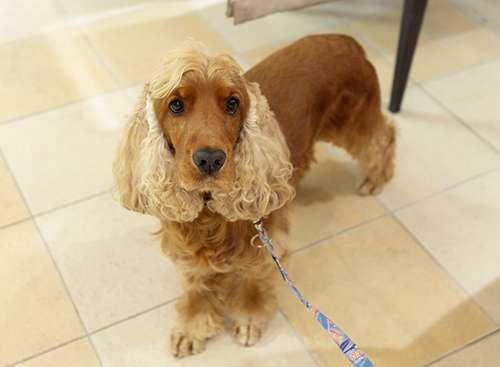 とっても穏やかなコーダ