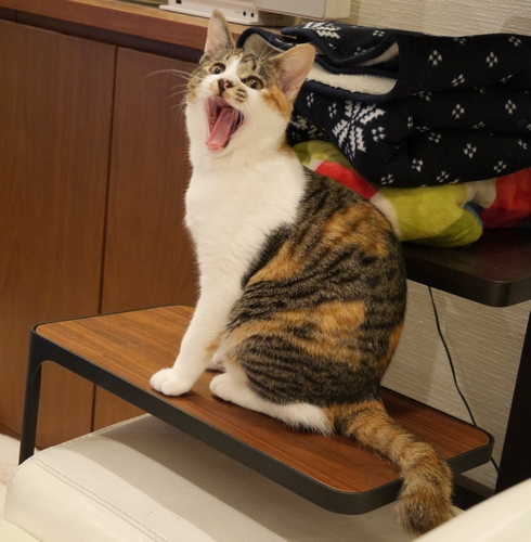 人懐こく、何事にも動じない「小夏」