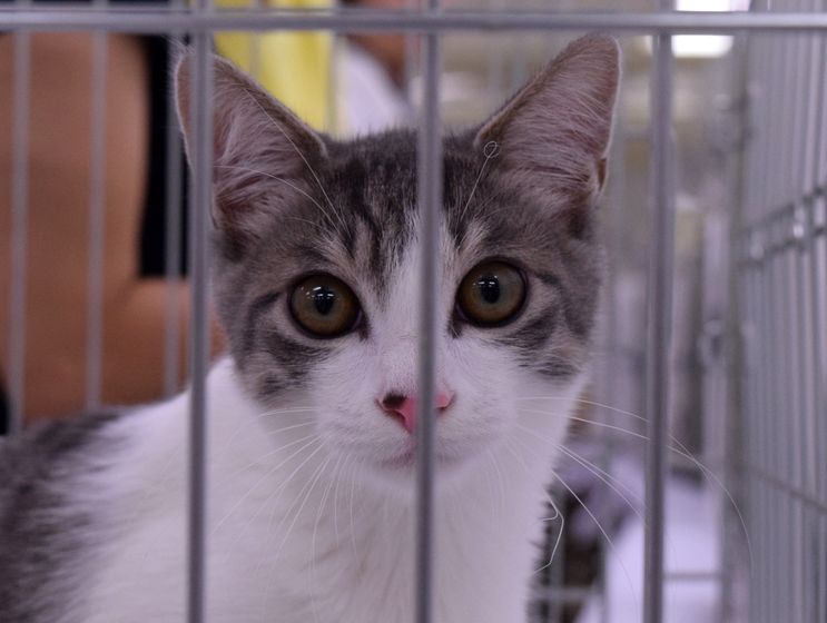 飼い主を待つ保護猫