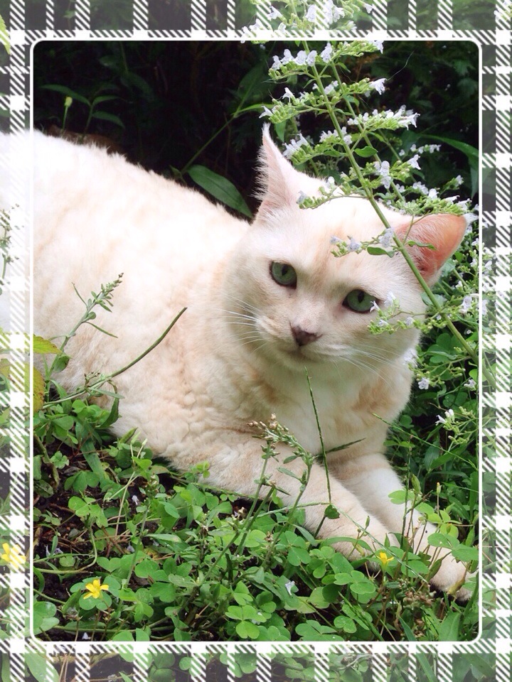 よく食べてムチムチしていたオーチャン