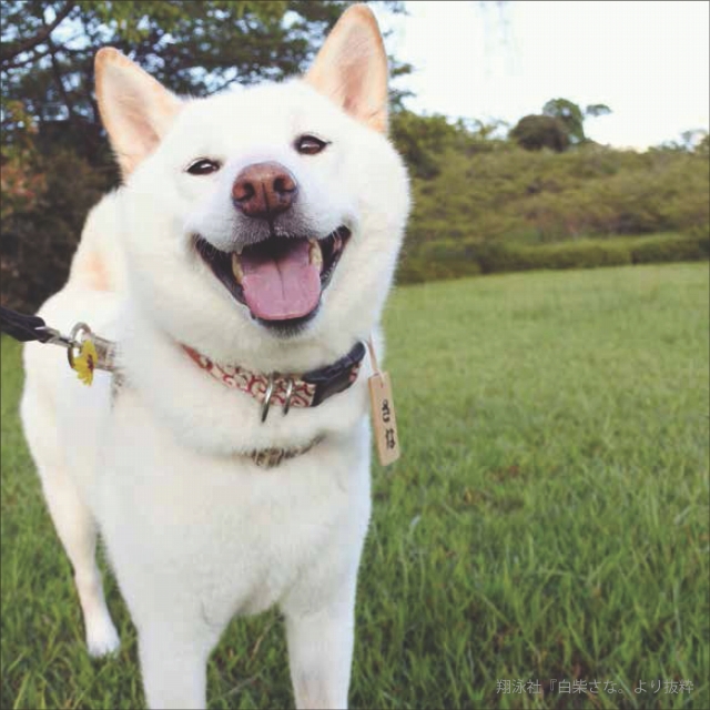 「白柴さな。」(翔泳社)から