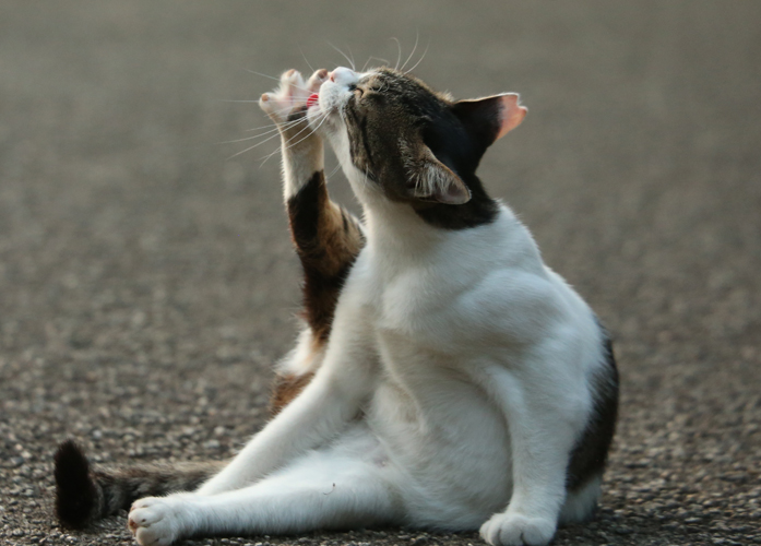 辰巳出版「好きな男を手に入れたければ、ネコ系女子になりなさい。」/撮影・沖昌之