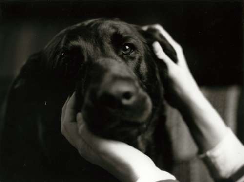 ジェニーを見つめる愛犬のまなざし=1996年撮影(c)大塚敦子