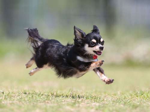 チワワのヴィヴィアンちゃん=加納幹夫氏撮影