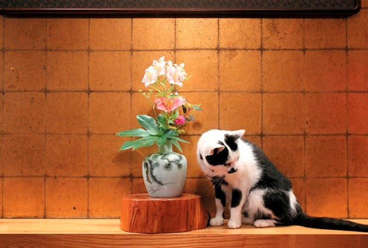 鵜の浜温泉「みかく」こめ 写真=伴田良輔