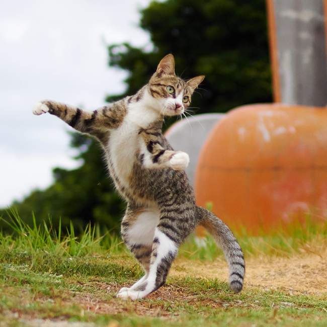 優雅なワルツのような。。。(c) Accent