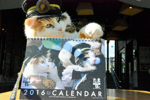 完成した2016年のカレンダーの後ろで満足げなニタマ=2015年12月1日、和歌山県紀の川市貴志川町