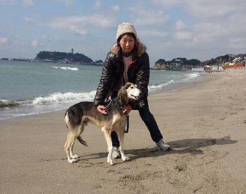 海まで散歩して仲間のサルーキと会うことも。普段は鳴かないがじつ声は太い