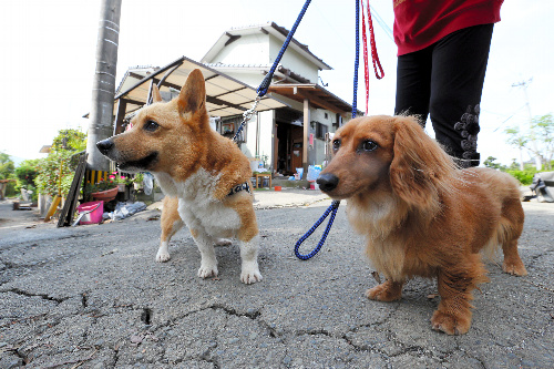散歩がてら被災した自宅(後方)に戻る宮崎さんとペットのルナ(左)とティアラ=2日、熊本県益城町