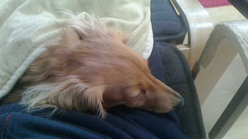 居間で眠るレイニー