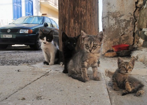 7月初旬の四つ子ちゃんたち