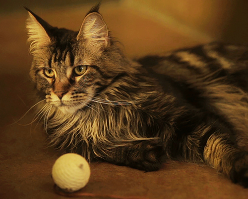 「猫とコワモテ2」に登場するくろあめ(c)BSジャパン