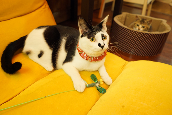 ユニークな柄が何とも愛らしいお転婆盛り のつぼみちゃん。奥は美人と評判のチビ猫・り んちゃん