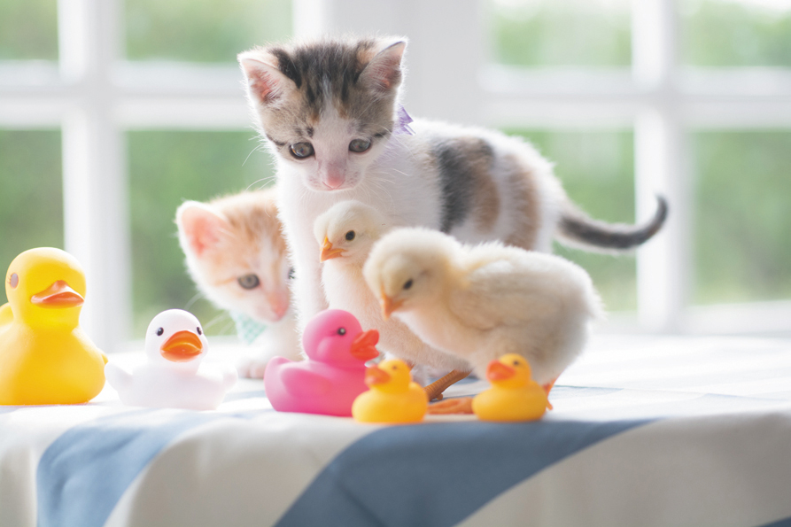 「こねことひよこ」より=(c)黒木康隆