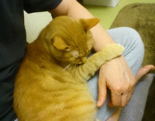 チビはお父さんにべったり