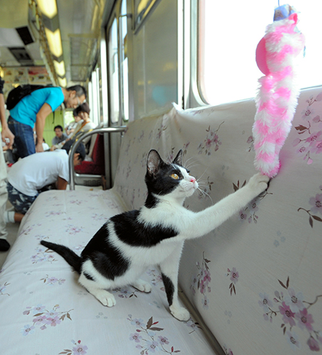 おもちゃで遊ぶ子猫