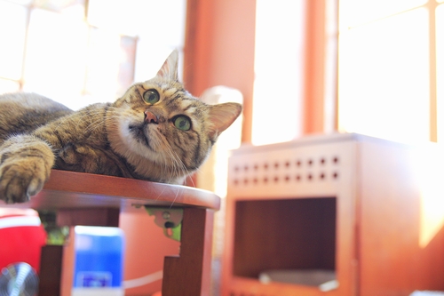 飼い主が安楽死希望したが獣医さんに救われた「斗寅」(16歳)祥伝社/ケニア・ドイ