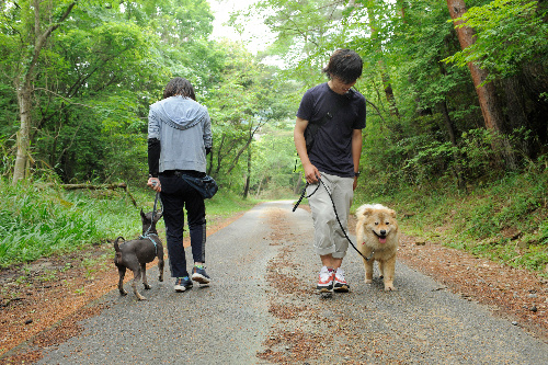 犬は左側を歩かせ、飼い主が1歩前へ。他の犬とすれ違う時は飼い主が壁になる。