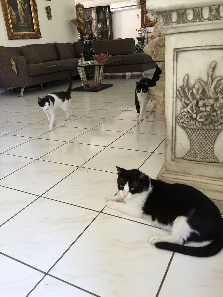 我が家のネコたち2、黒白ブラザーズ