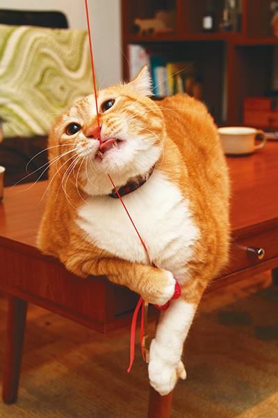 糸状のものが大好きなぐっぴー。最近はさきこさんたちの髪の毛にも夢中なんだとか!