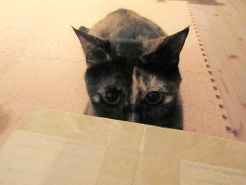 まんまるお目目