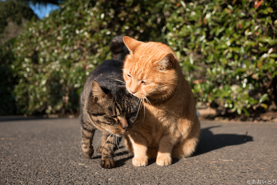 「気ままに猫だもん。」/(c)あおいとり