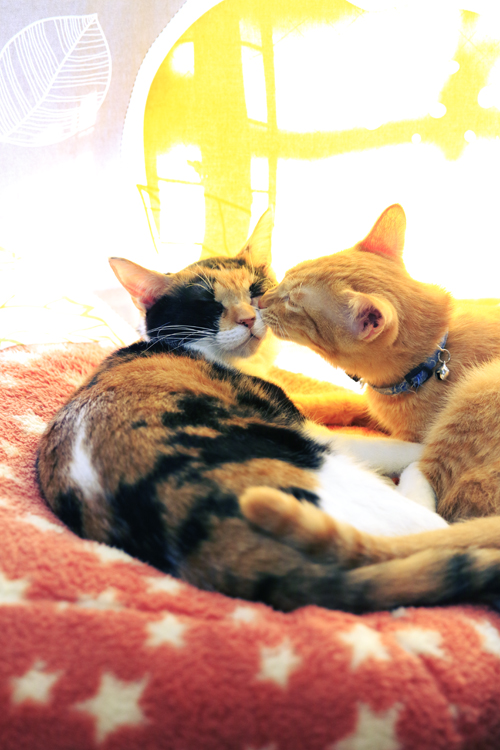 『ネコリパブリック式楽しい猫助け』河瀬麻花・著(河出書房新社・刊)<br/>撮影:ケニア・ドイ