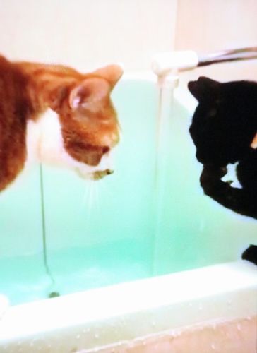 お風呂遊び(蛇口から流れる水を飲む)にハマる龍と、虎千代