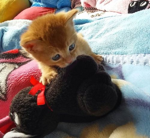 6年生の時、初めて預かった子猫ライアン