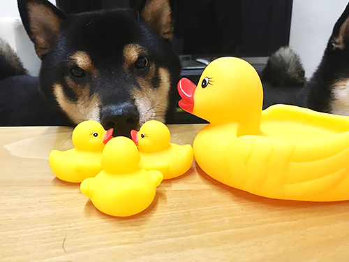 ひなたの大好きなあひる「弟たちには渡さない」