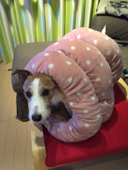 冬にハマった「シマムラホイホイ」(人用の胴巻き)。「一度入ったらでられへん」