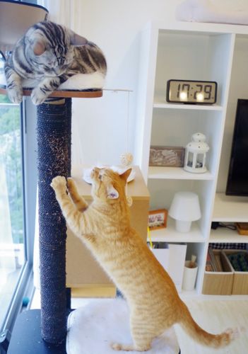 シンガポールのにゃんションにて