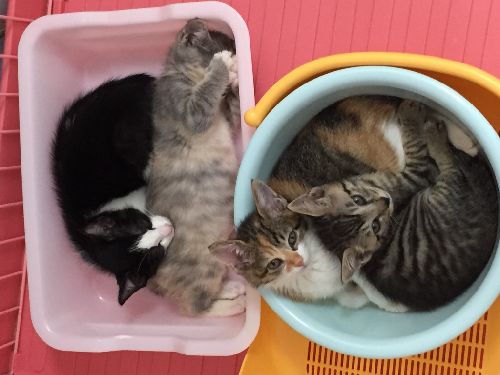 一緒に保護された兄妹と