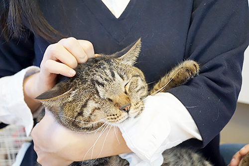 今やすっかりデレデレ