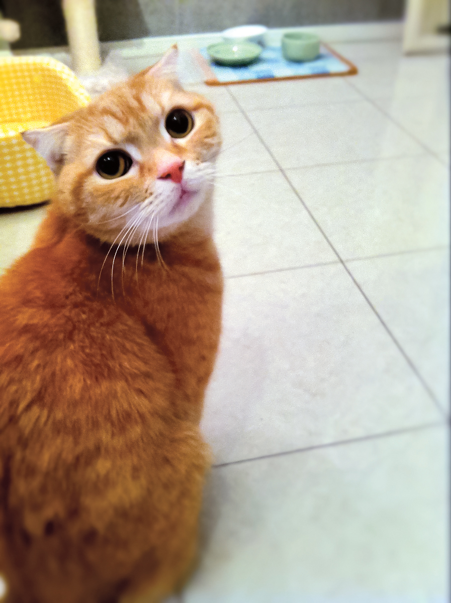 リクオくん(14)。年齢的にはシニア層だが、童顔で小柄なため、青年猫に見られることが多い。