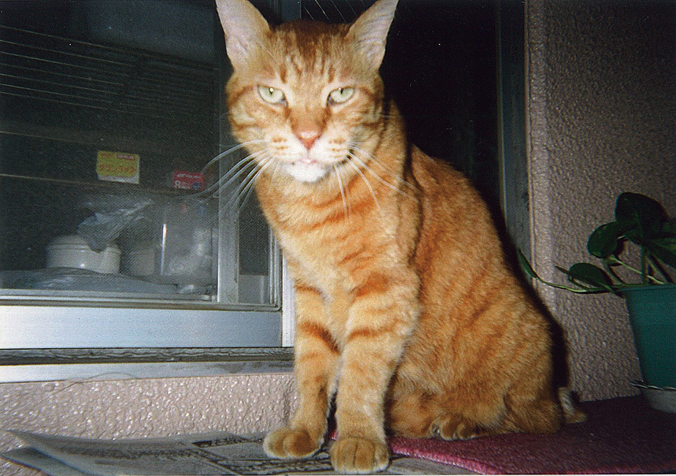 日貿出版社提供