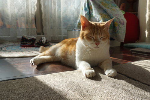 あいさん宅にお引越しした当時