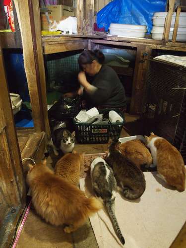 2階のサービス業の店内の一画にも猫部屋がある。15匹ほどが暮らしている=北九州市