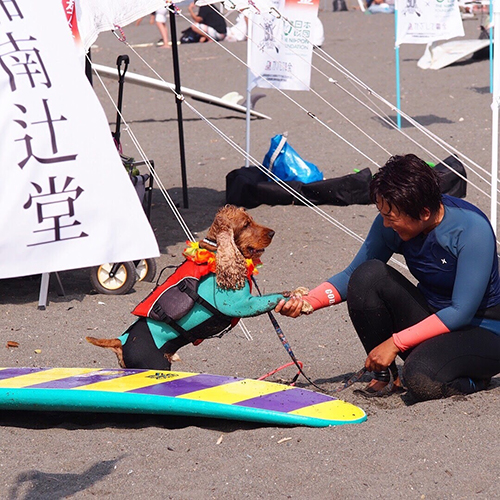 ドッグサーフィン大会に出場したことも