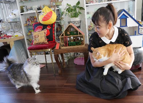 以前、かずに苛立ったシマがピクシーに八つ当たりしようとして、かずが気づいて追い払ったことがあるという(普段は仲よし)