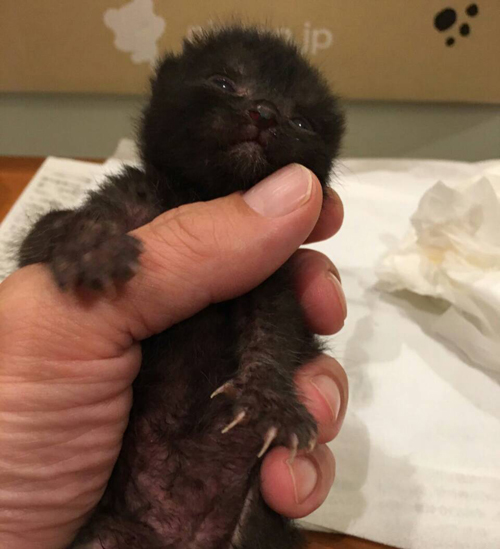 黒猫2匹いるとの情報、この時点では性別不明だった