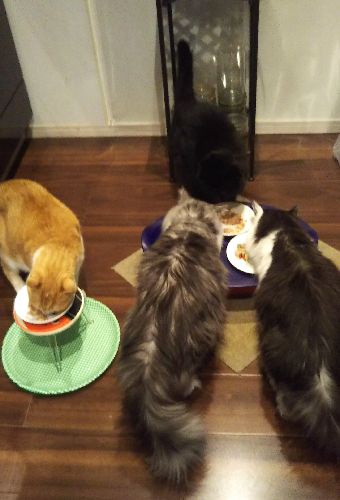 あいさん宅には福島で被災したフクとシマ[推定9歳)もいて賑やか