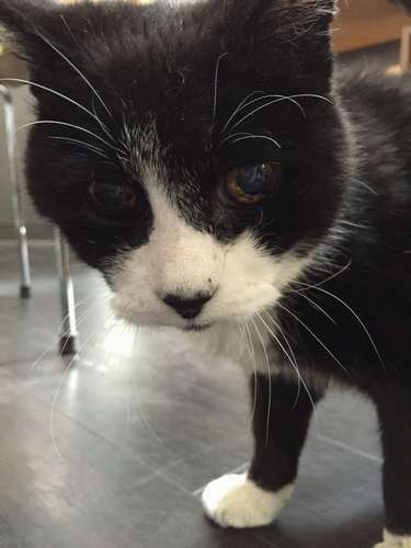 てつ。足先が白い。