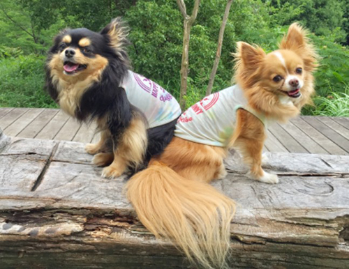 ポーズを決める兄妹犬、レオとマリン