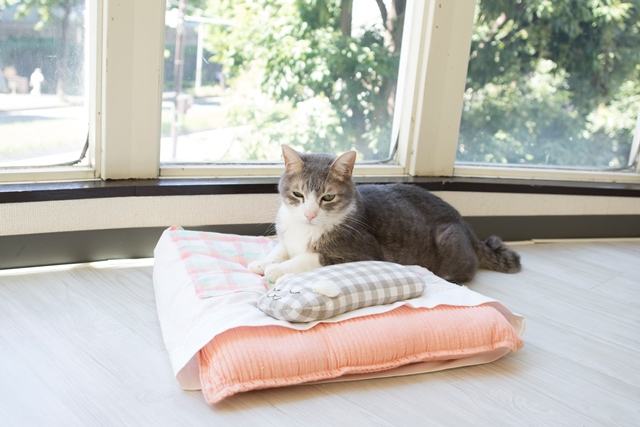 撮影:五十嵐健太