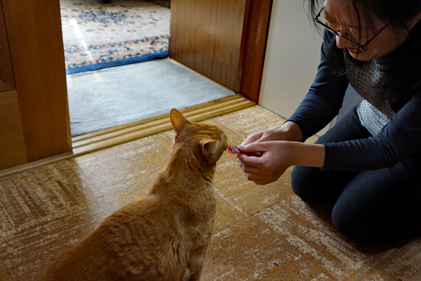 おやつをもらうトラ