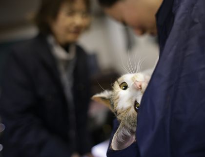 神奈川県動物保護センターの譲渡会で、新しい家族が決まった子猫=神奈川県平塚市